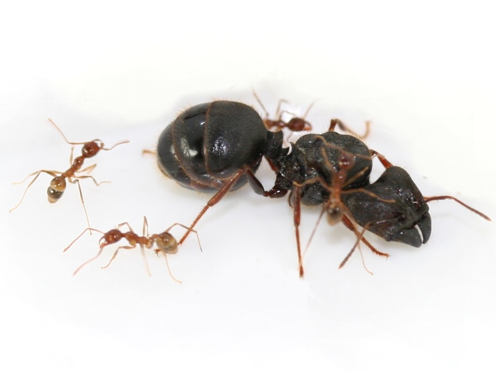 Pheidole sinica