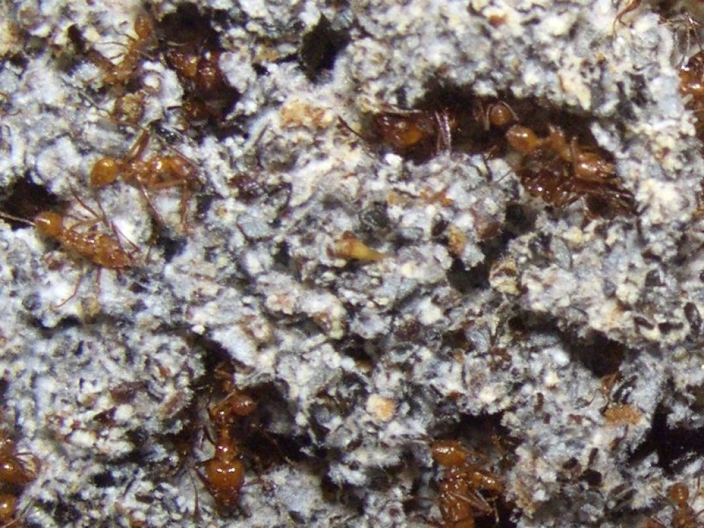 fungus from Acromyrmex octospinosus