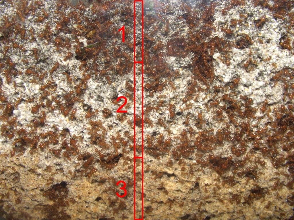 fungus from Acromyrmex octospinosus