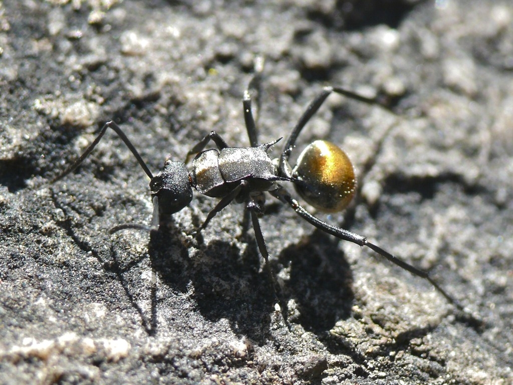 Polyrhachis ammon