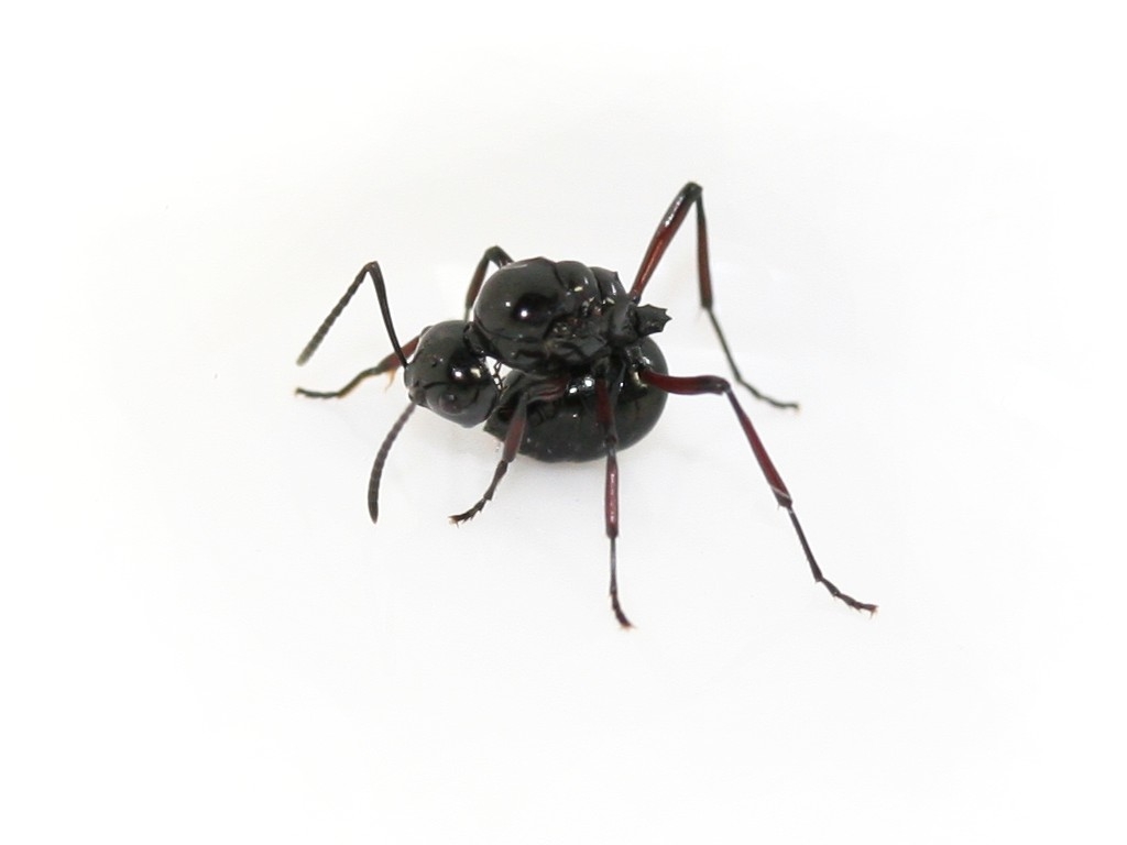 Polyrhachis ratellata