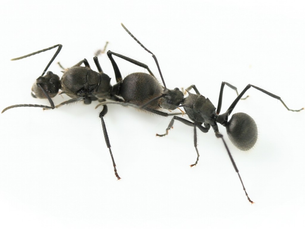 Polyrhachis spec