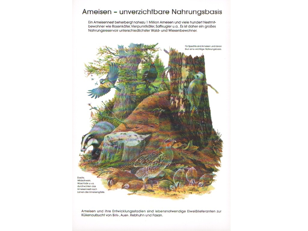 Poster: Ameisen unverzichtbare Nahrungsbasis