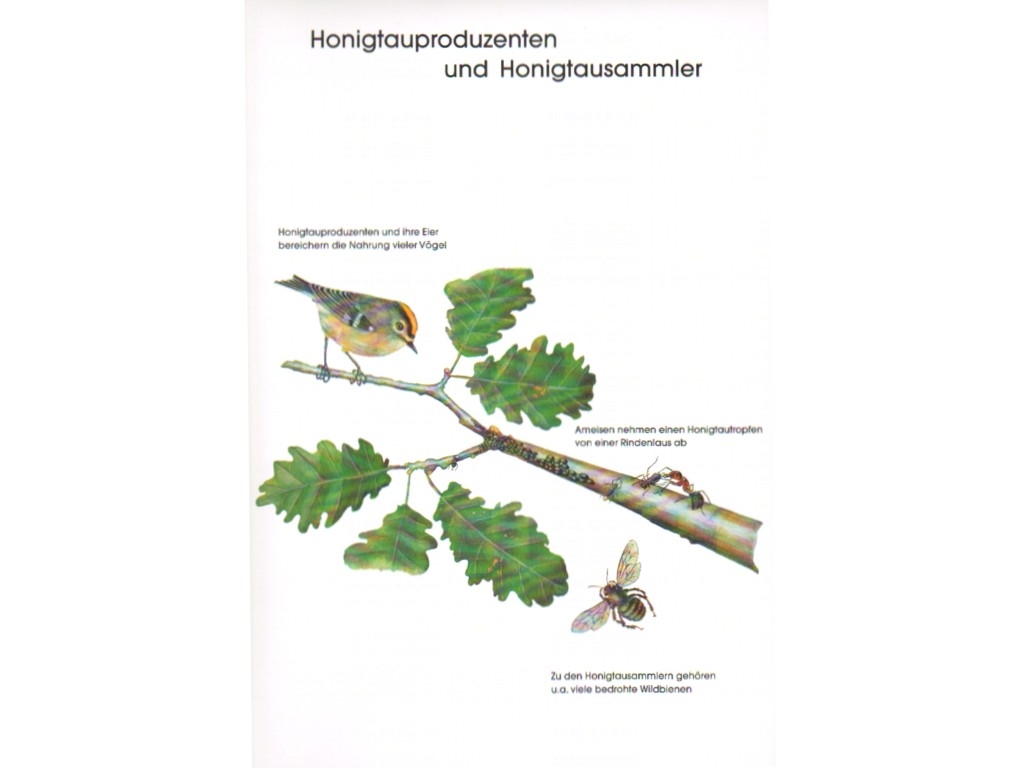 Poster: Honigtauproduzenten und Honigtausammler