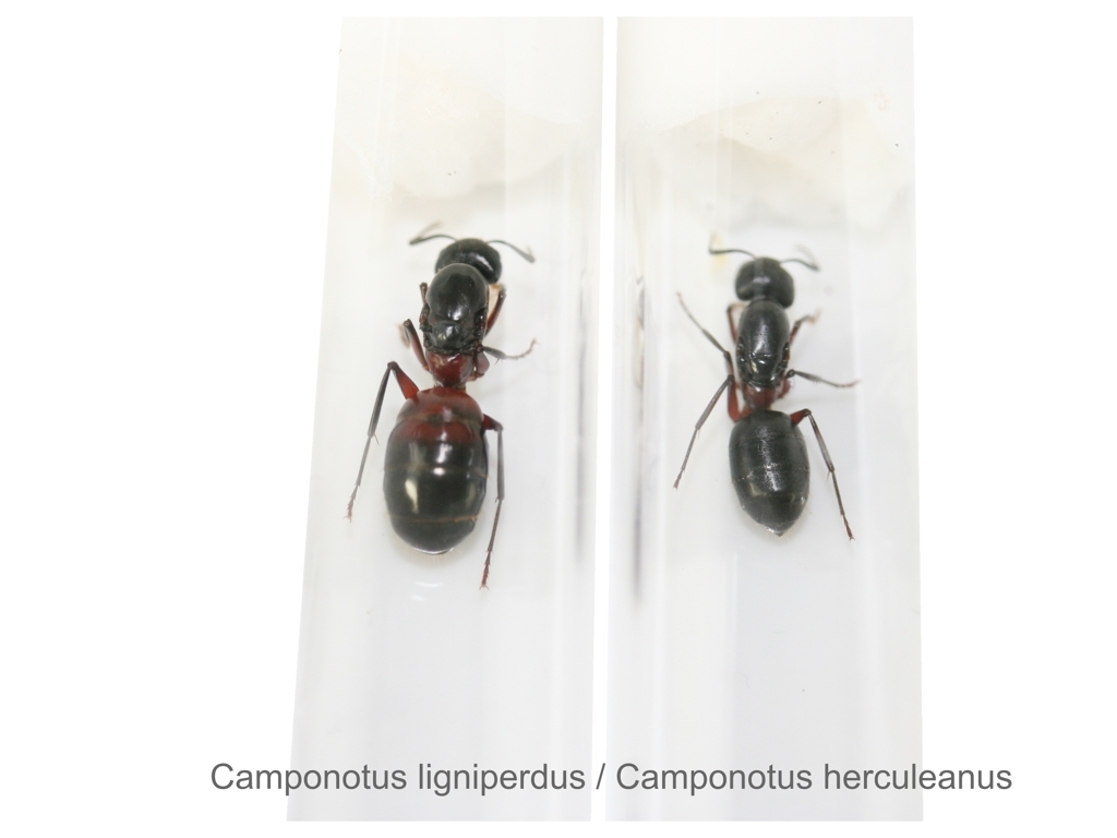 Camponotus herculeanus