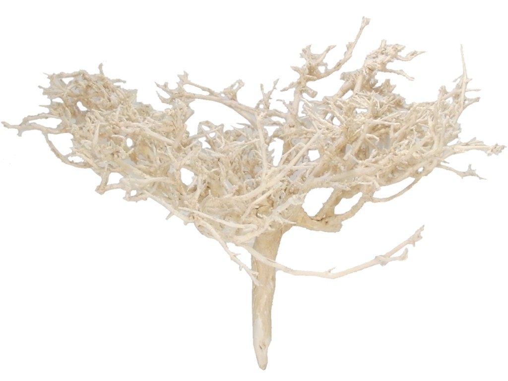 Desert bush bleached 15-20cm 64032